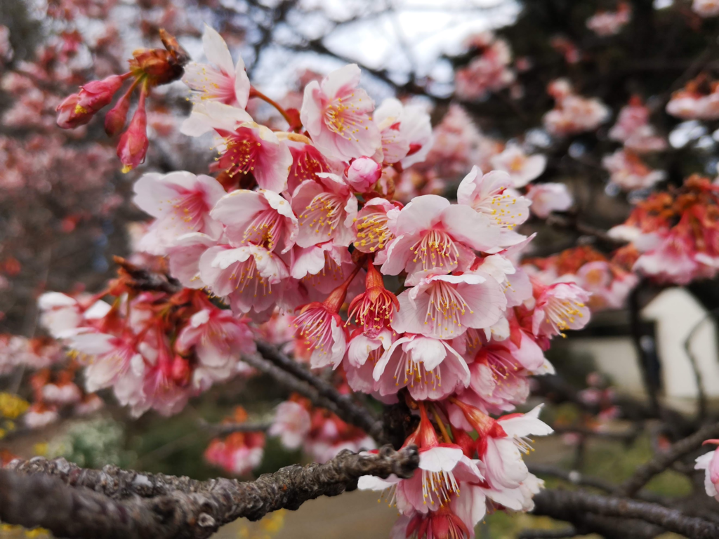 f:id:asato418:20190127003610p:plain