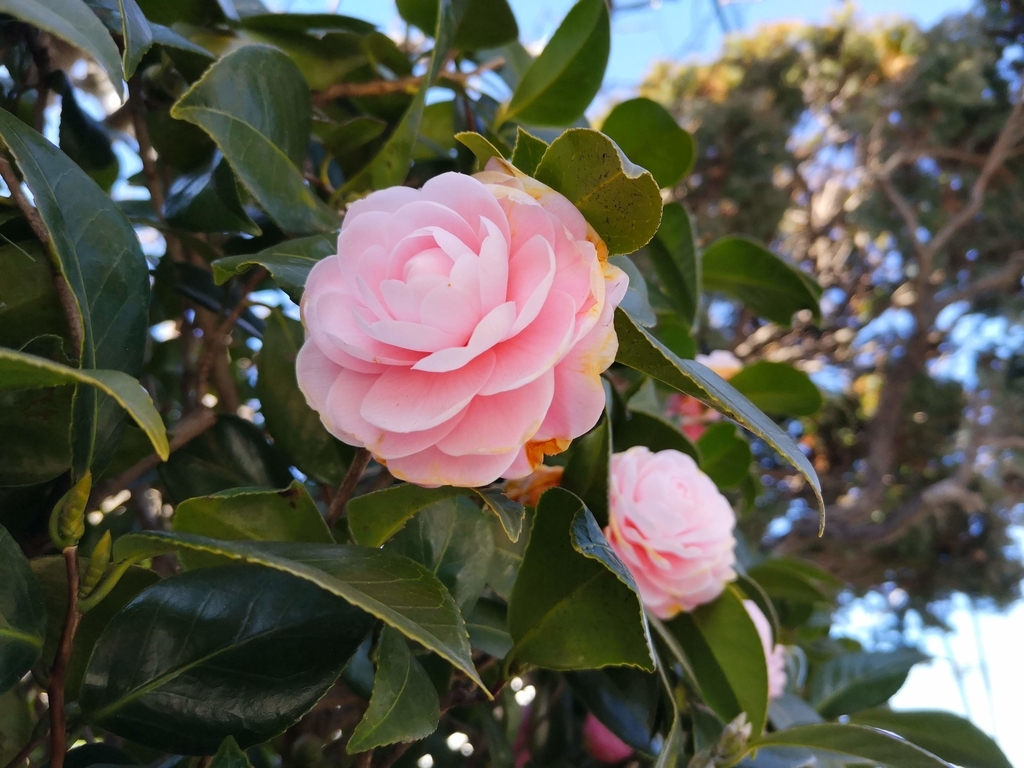 f:id:asato418:20190203205109j:plain