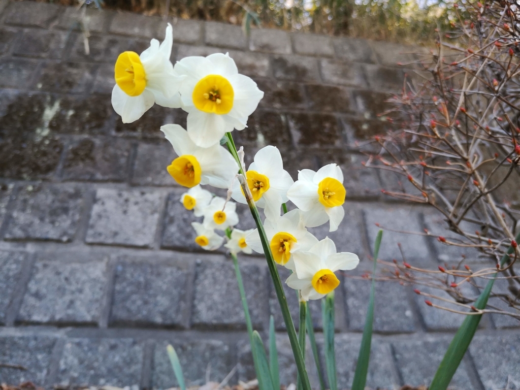 f:id:asato418:20190203210941j:plain