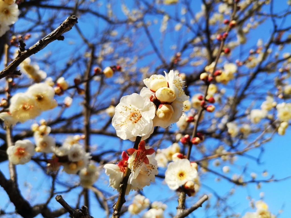 f:id:asato418:20190203211748j:plain