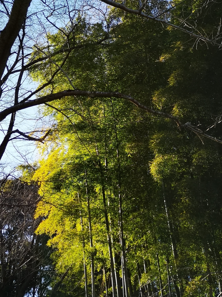 f:id:asato418:20190203211852j:plain