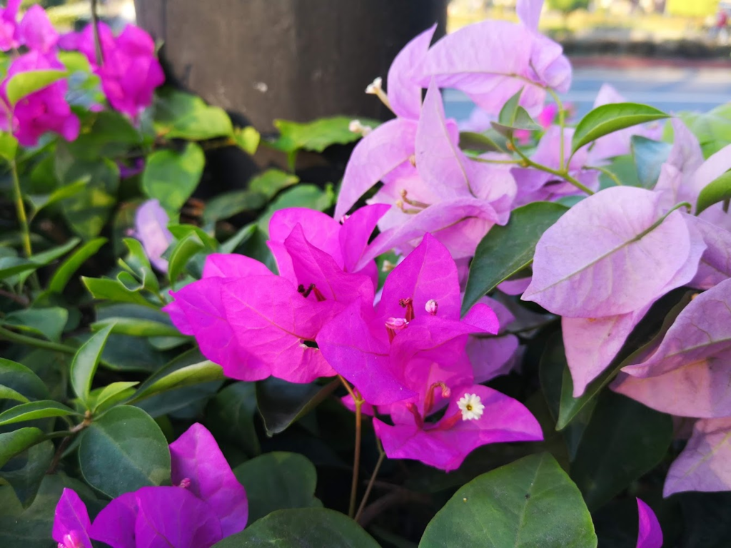 f:id:asato418:20190211230657p:plain
