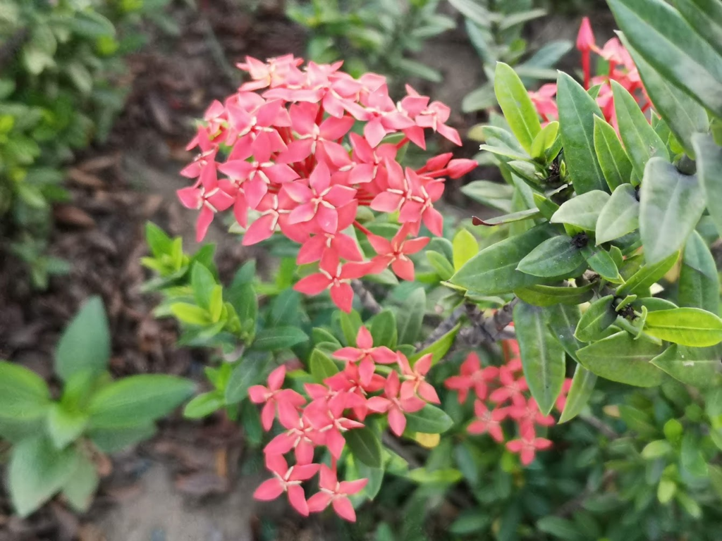 f:id:asato418:20190211230711p:plain
