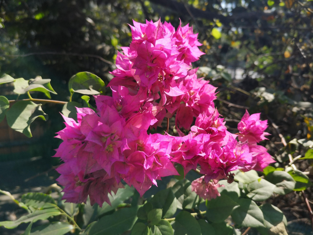 f:id:asato418:20190216130555p:plain