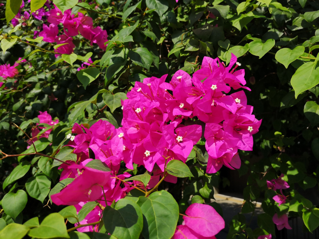 f:id:asato418:20190216131708p:plain