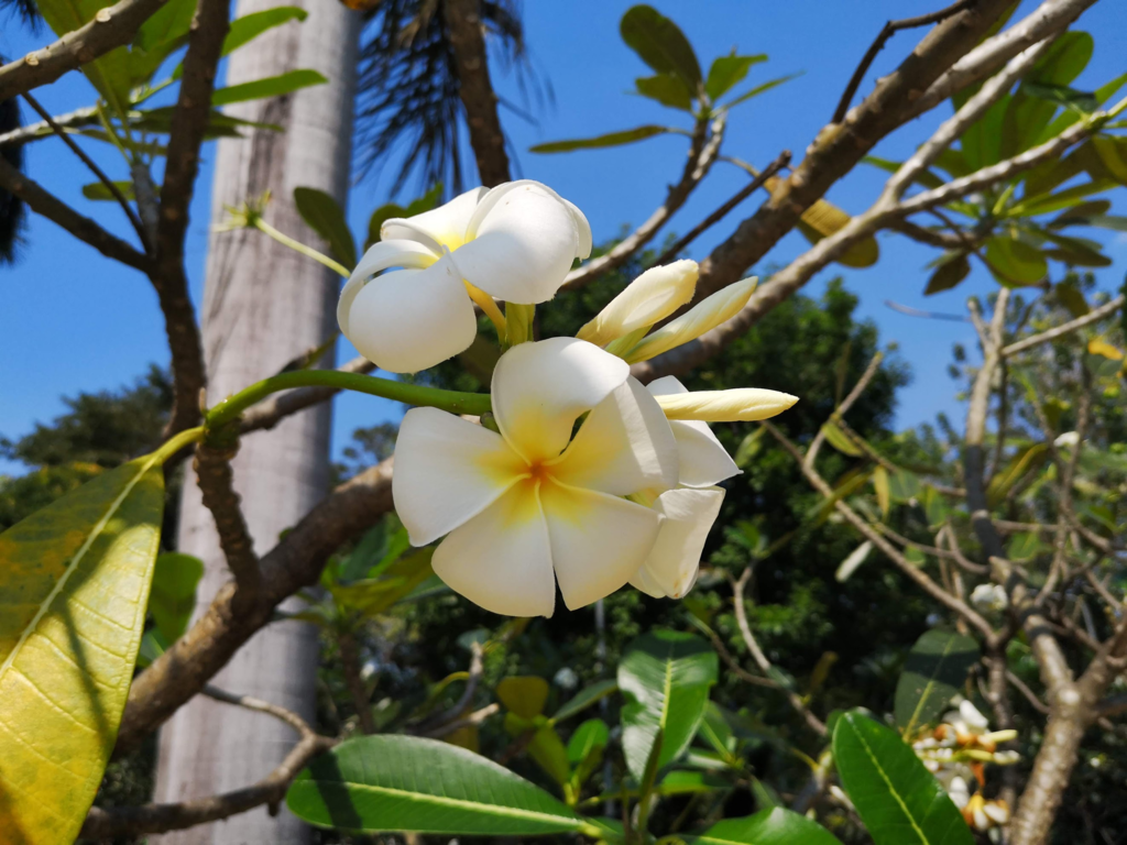 f:id:asato418:20190216131733p:plain