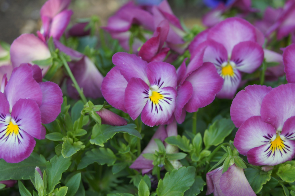 f:id:asato418:20190302174410p:plain