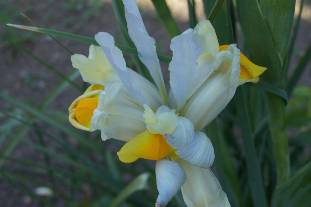 f:id:asato418:20190302175251p:plain