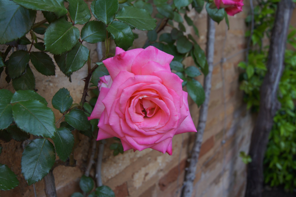 f:id:asato418:20190302175318p:plain