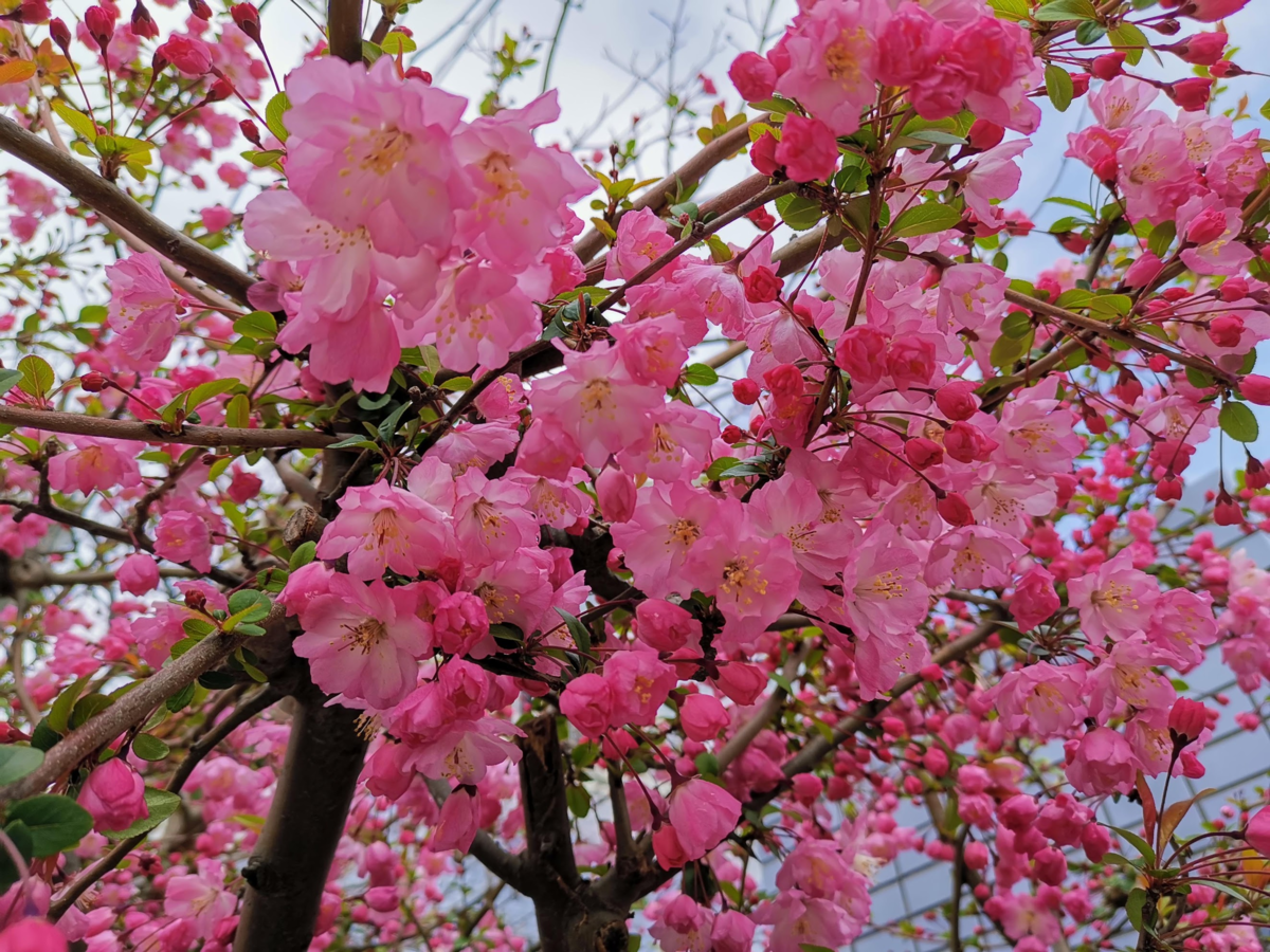 f:id:asato418:20190405214030p:plain