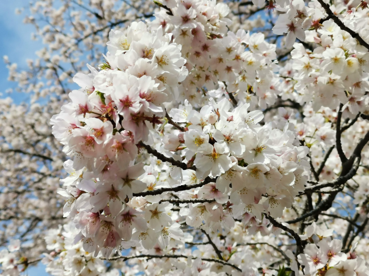 f:id:asato418:20190405220224p:plain f:id:asato418:20190405220224p:plain