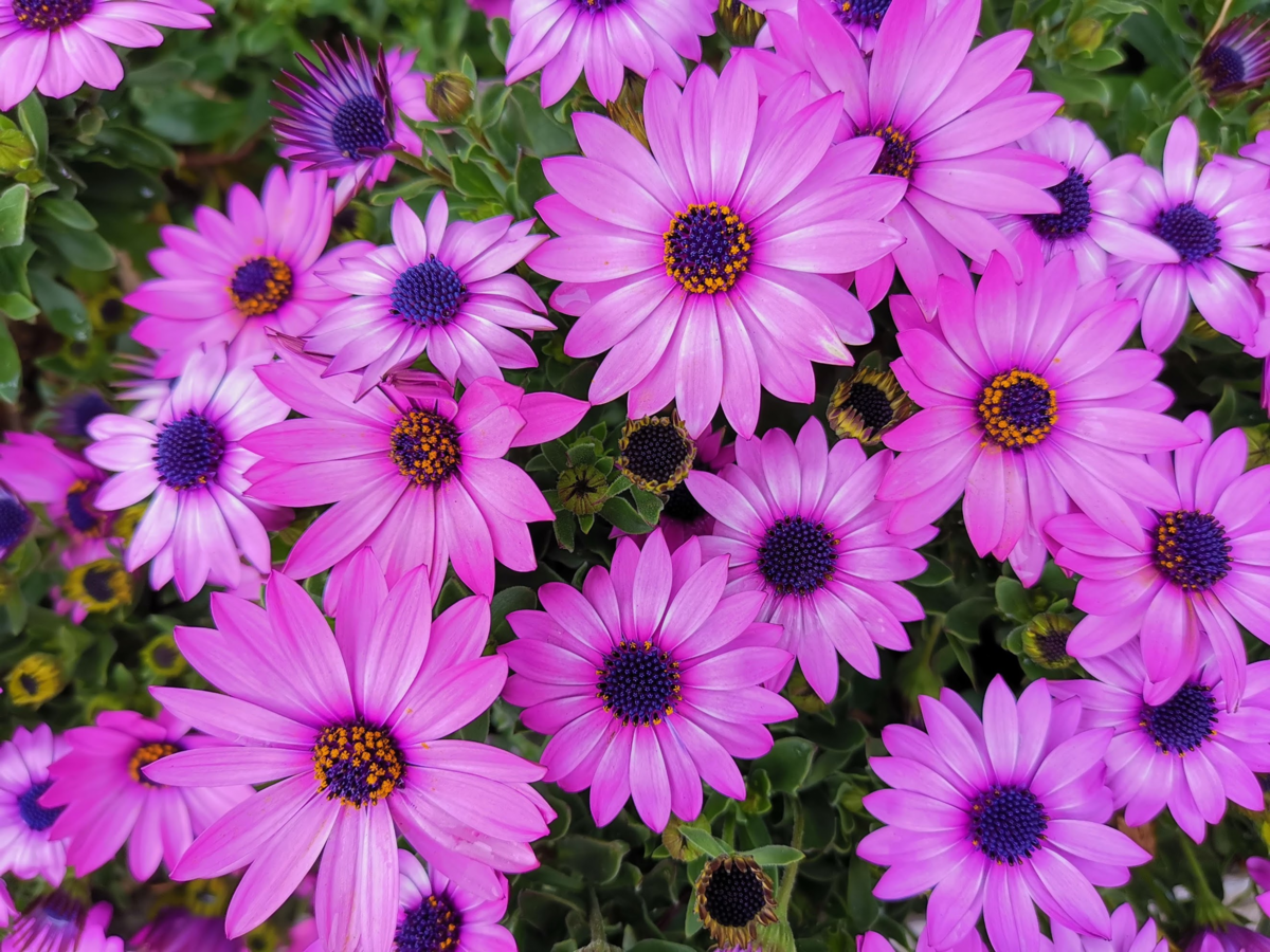 f:id:asato418:20190405220435p:plain f:id:asato418:20190405220435p:plain