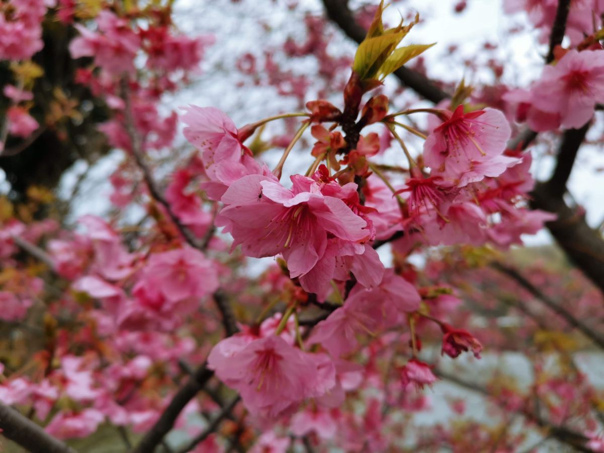 f:id:asato418:20190405220701p:plain f:id:asato418:20190405220701p:plain