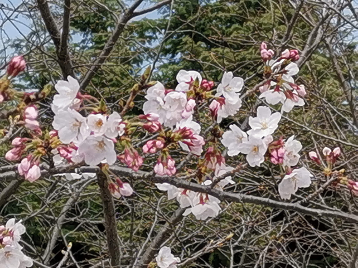 f:id:asato418:20190405221337p:plain f:id:asato418:20190405221337p:plain