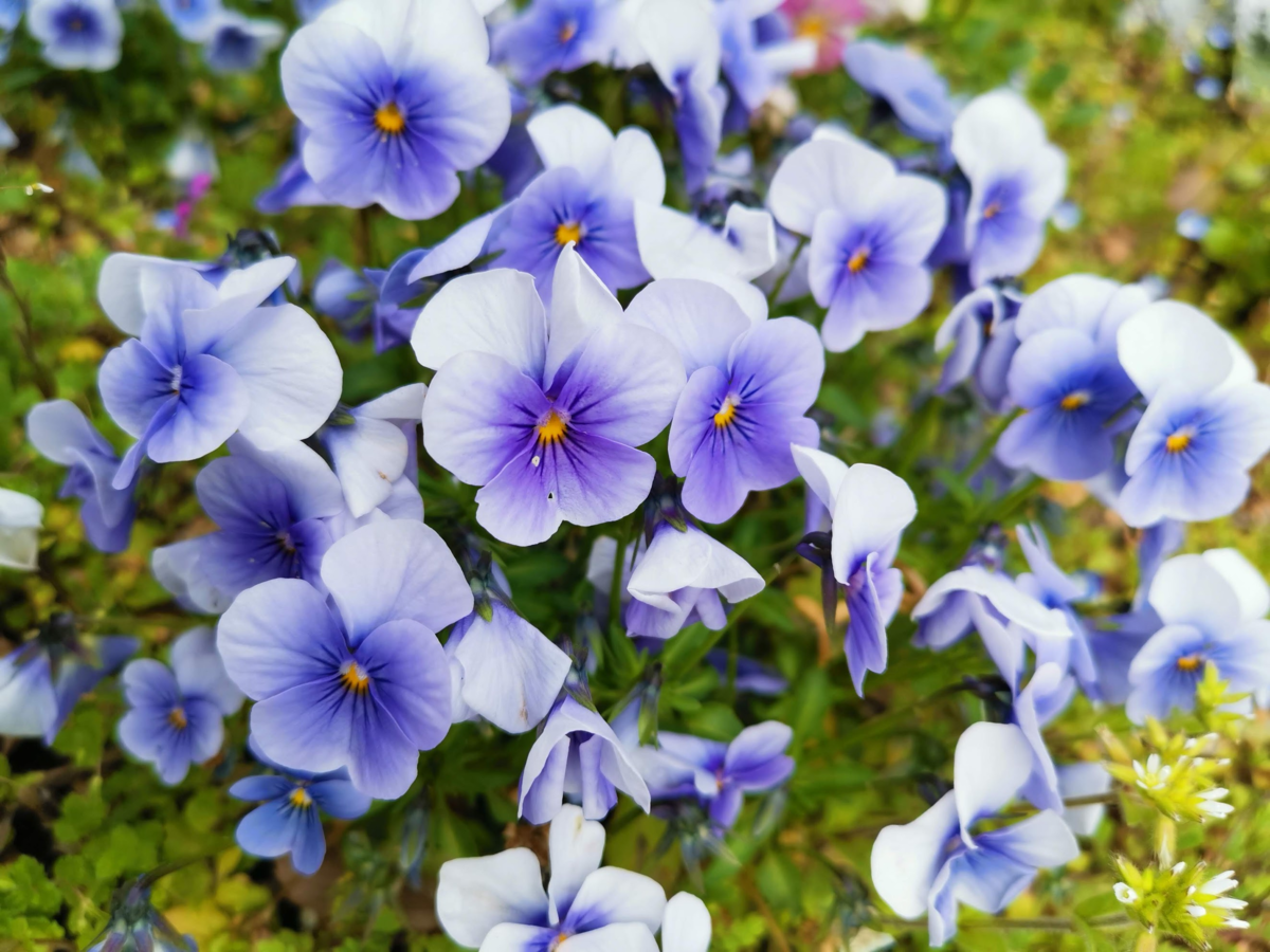 f:id:asato418:20190405221427p:plain f:id:asato418:20190405221427p:plain