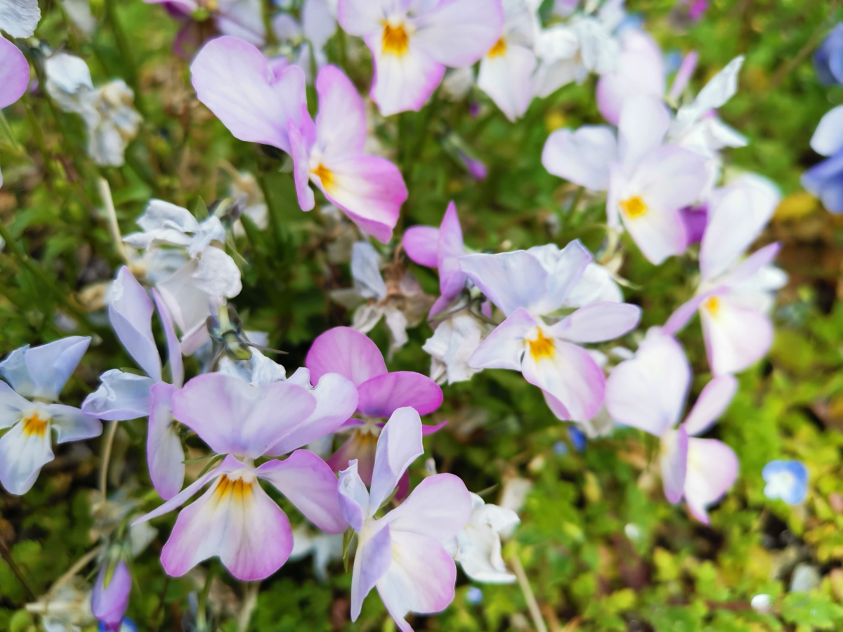 f:id:asato418:20190405221620p:plain f:id:asato418:20190405221620p:plain