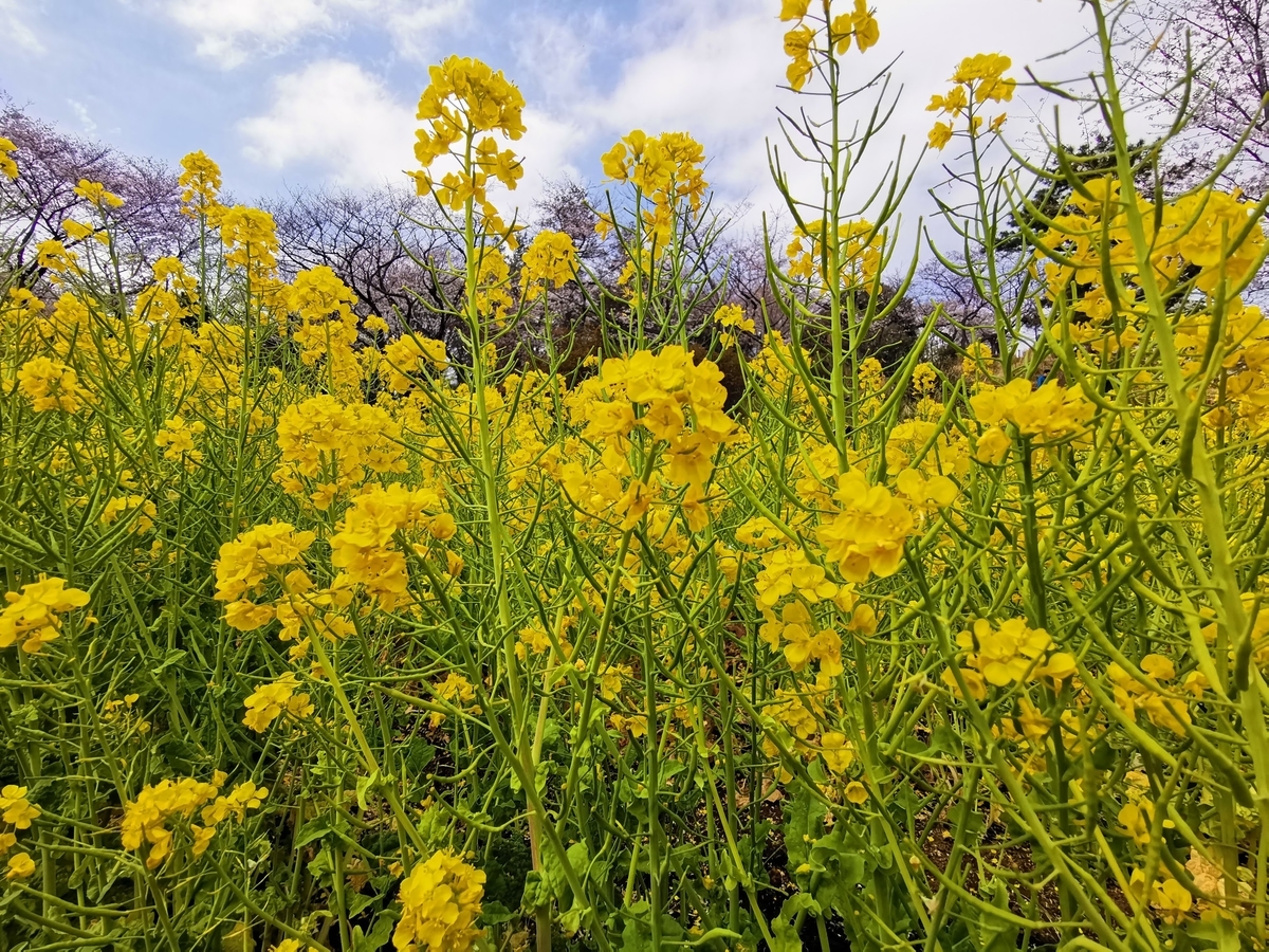 f:id:asato418:20190405222039j:plain f:id:asato418:20190405222039j:plain