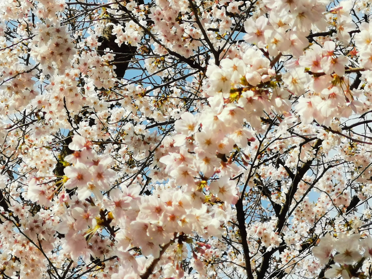 f:id:asato418:20190405222216p:plain f:id:asato418:20190405222216p:plain