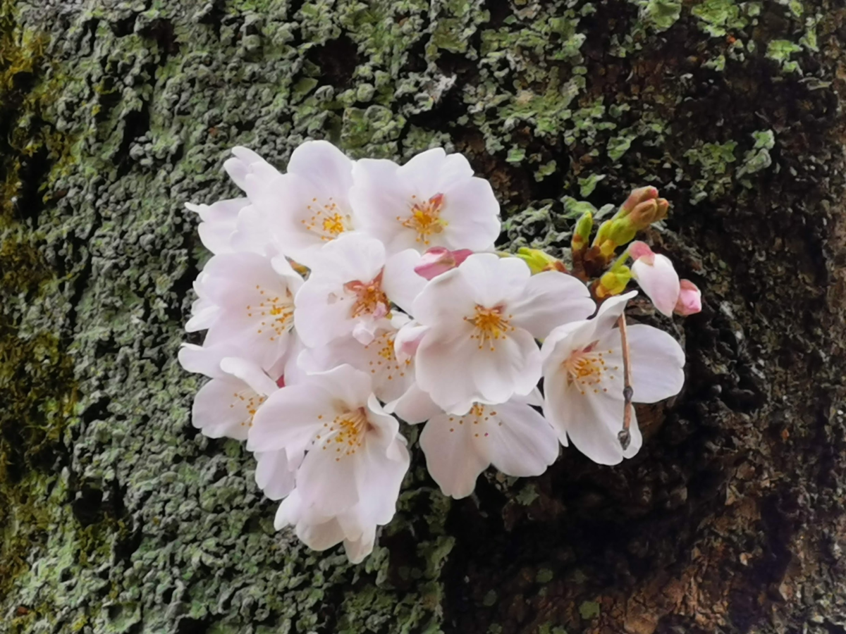 f:id:asato418:20190405222248p:plain f:id:asato418:20190405222248p:plain