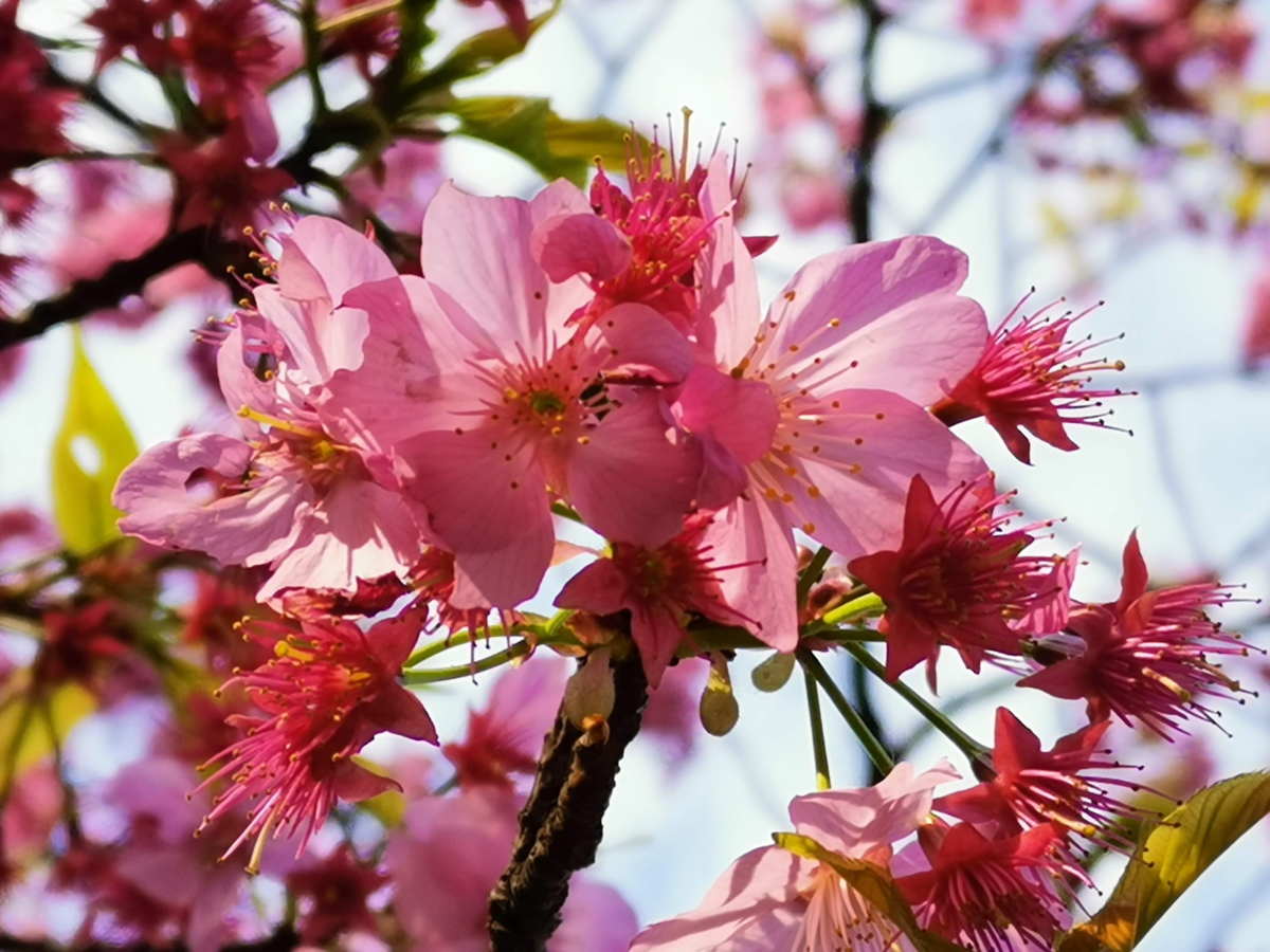 f:id:asato418:20190405222353p:plain f:id:asato418:20190405222353p:plain