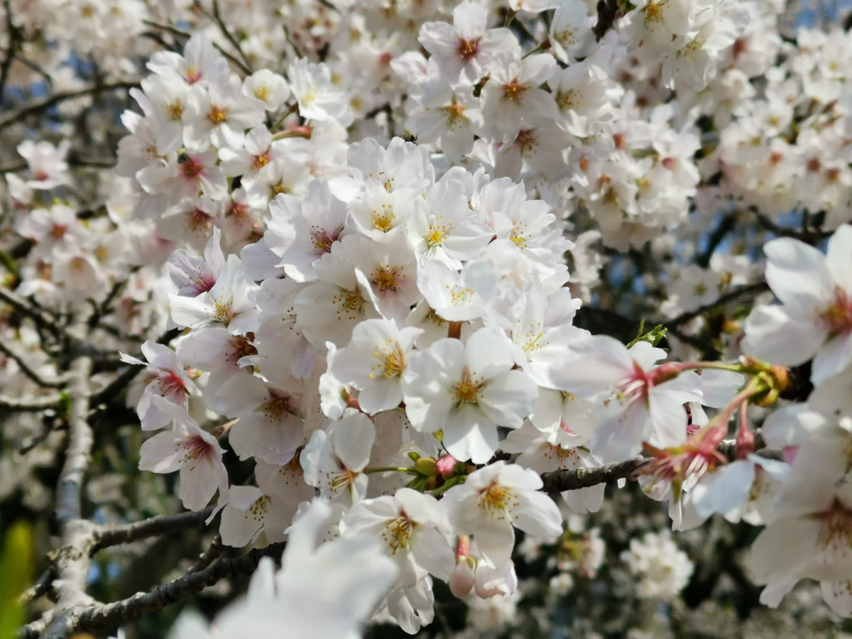 f:id:asato418:20190405222609p:plain f:id:asato418:20190405222609p:plain