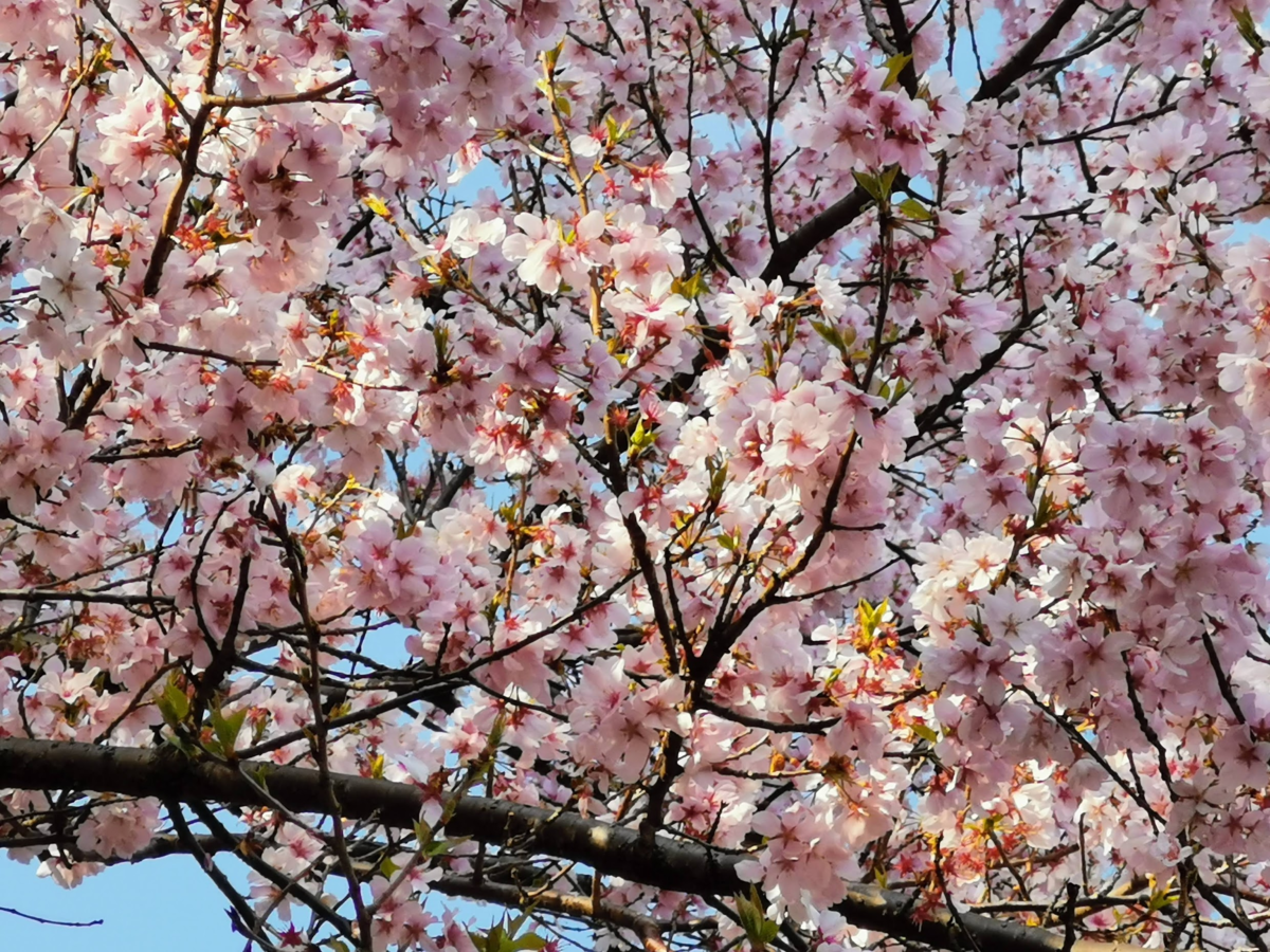 f:id:asato418:20190405222729p:plain f:id:asato418:20190405222729p:plain