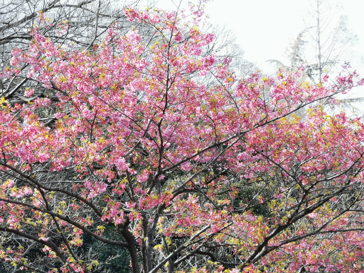 f:id:asato418:20190405222923p:plain f:id:asato418:20190405222923p:plain