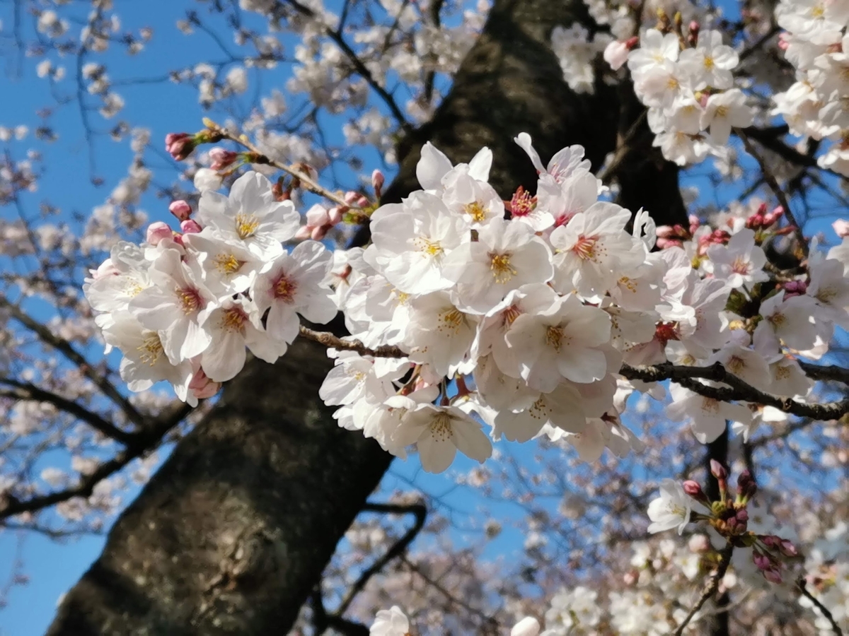 f:id:asato418:20190405223411j:plain f:id:asato418:20190405223411j:plain