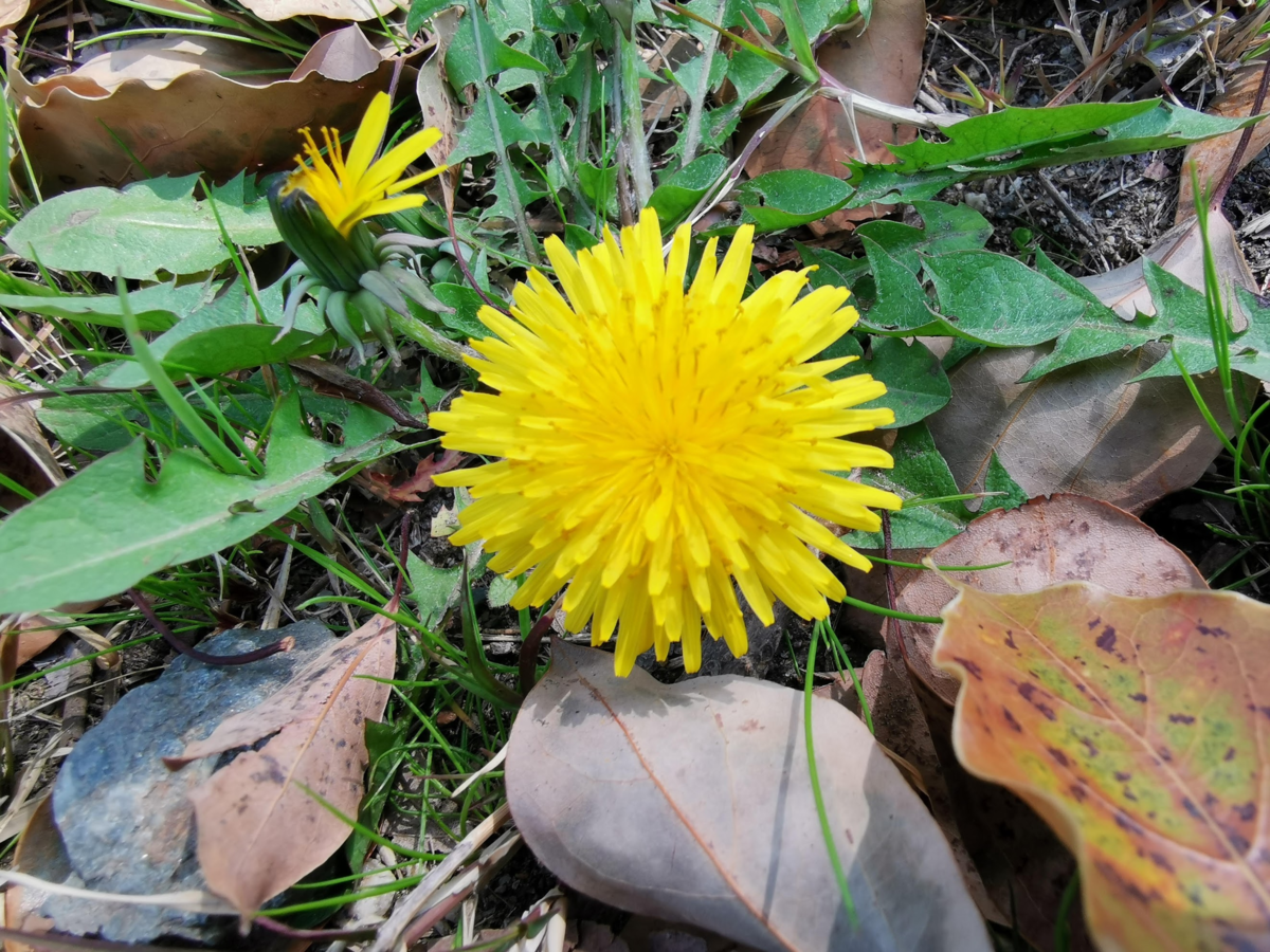 f:id:asato418:20190413232342p:plain