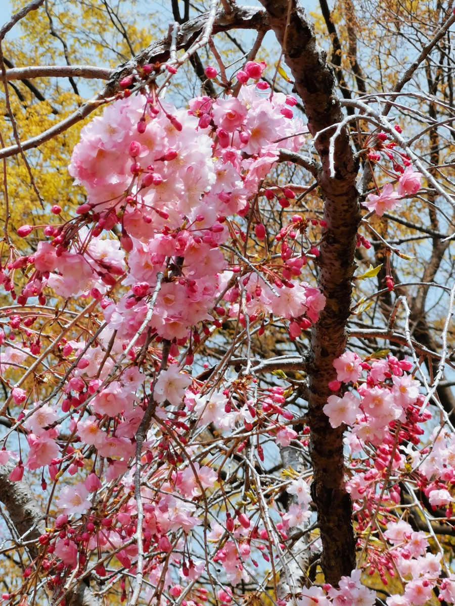 f:id:asato418:20190413232457p:plain