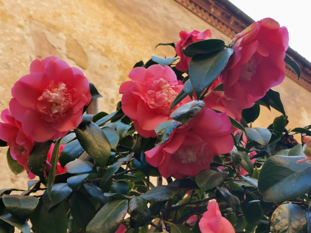 f:id:asato418:20190415233808p:plain f:id:asato418:20190415233808p:plain