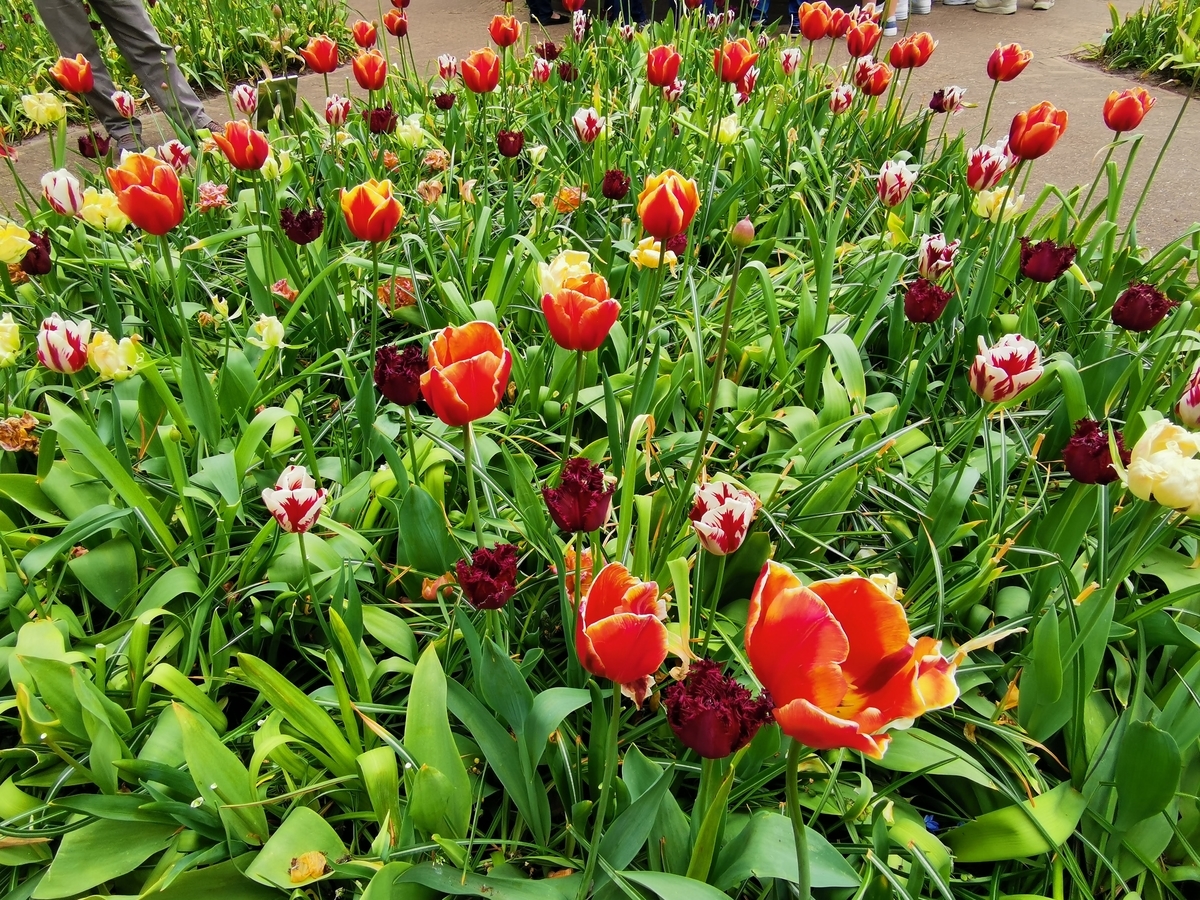 f:id:asato418:20190504171122j:plain