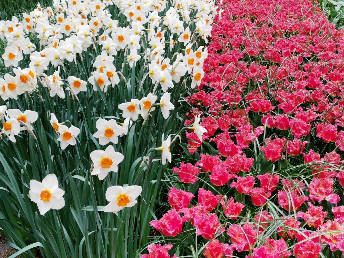 f:id:asato418:20190504172807j:plain