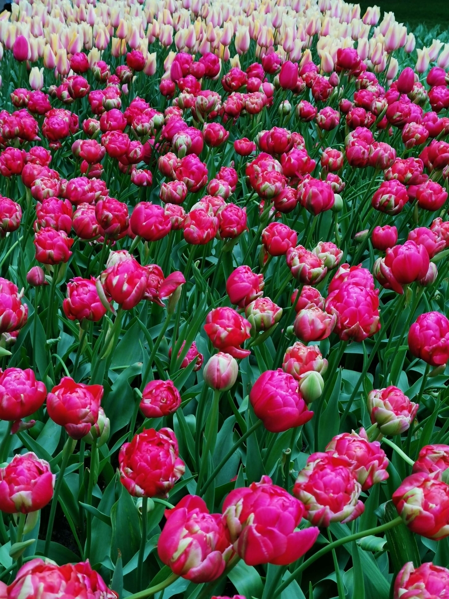 f:id:asato418:20190504173032j:plain