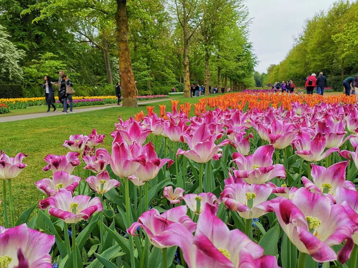 f:id:asato418:20190504175151j:plain
