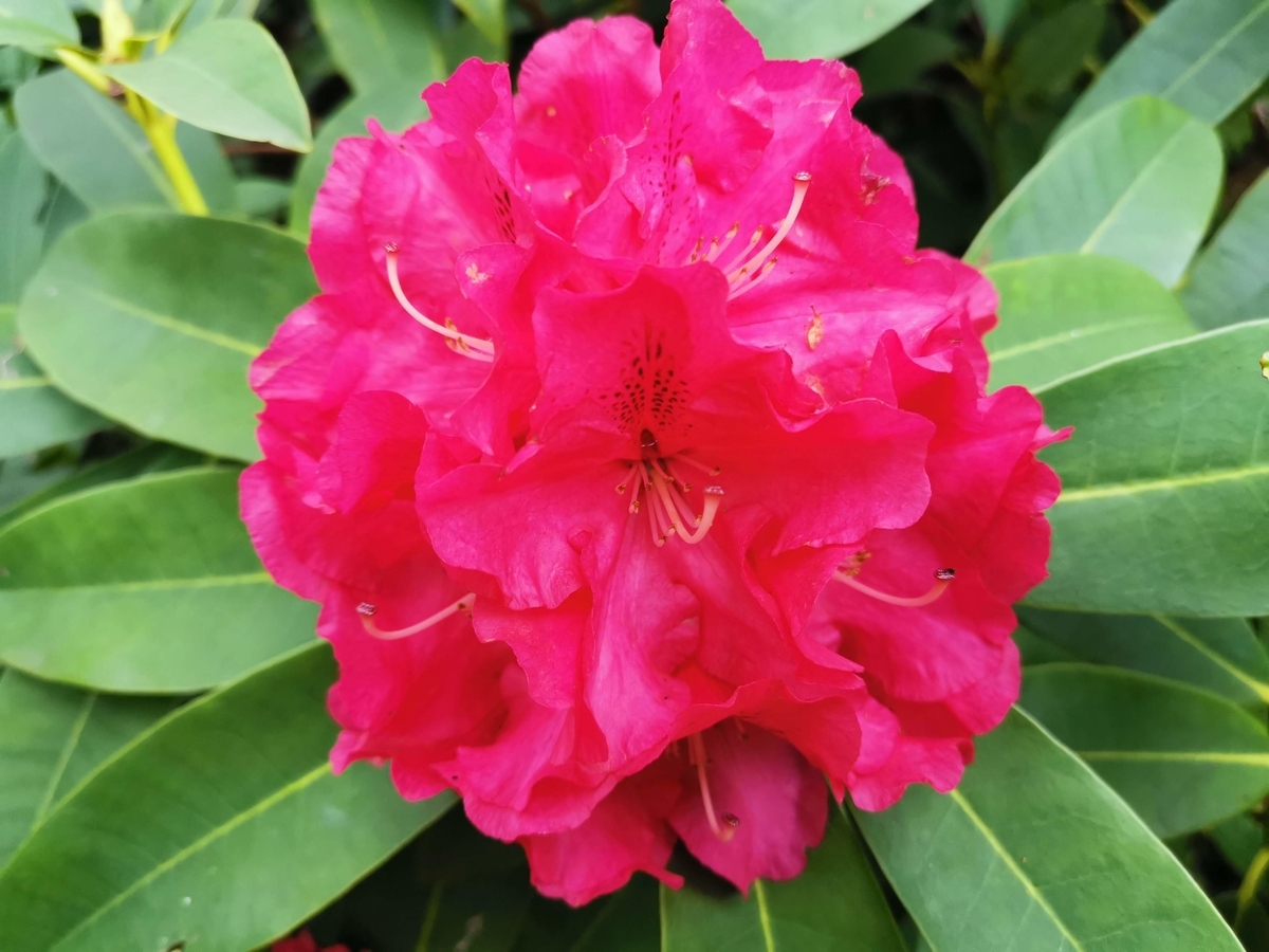 f:id:asato418:20190504180835j:plain