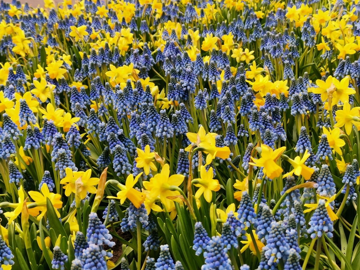 f:id:asato418:20190504180921j:plain