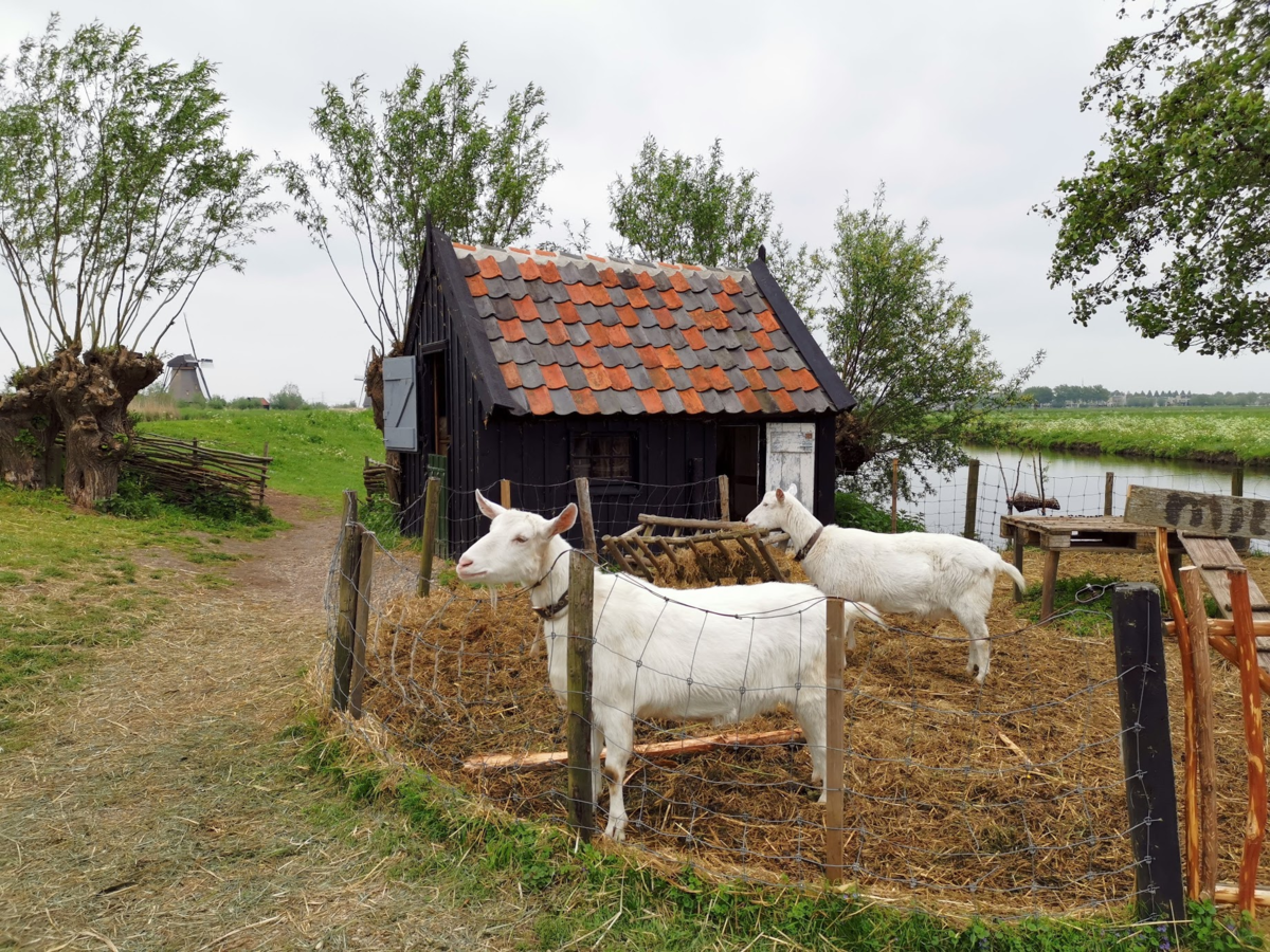 f:id:asato418:20190511212755p:plain