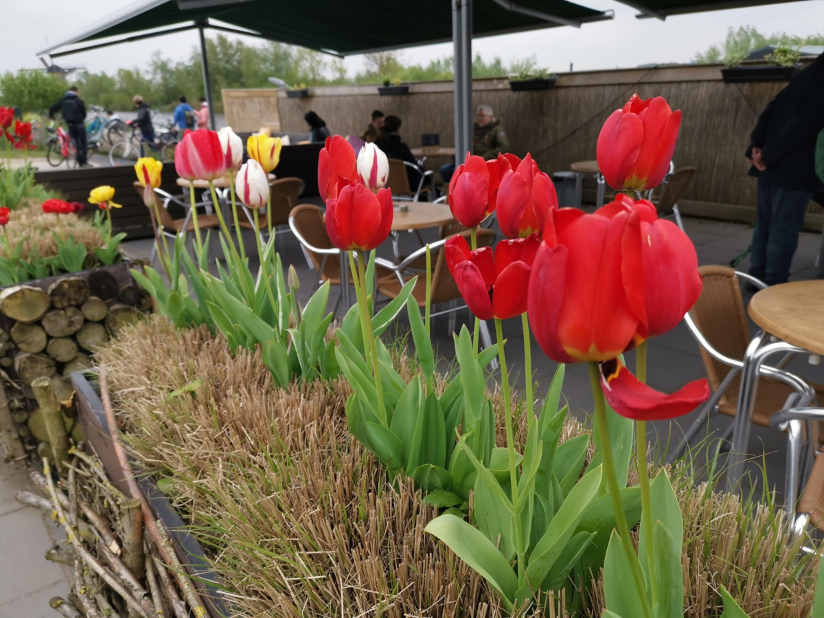 f:id:asato418:20190511214543p:plain