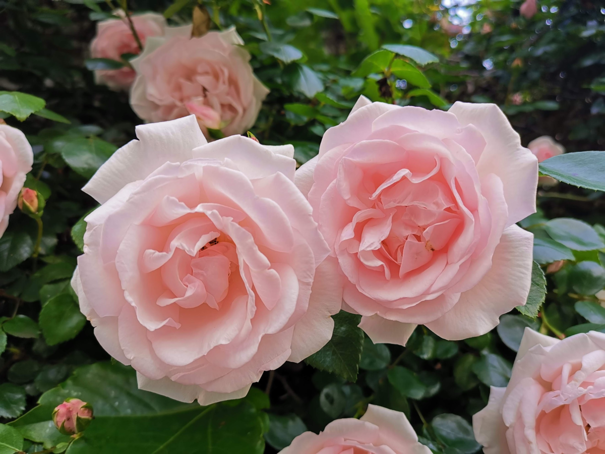 f:id:asato418:20190519093217p:plain