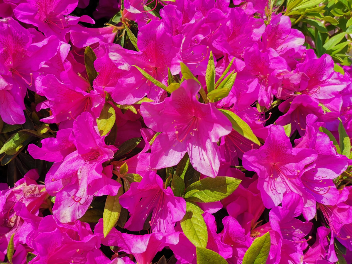 f:id:asato418:20190520052220p:plain
