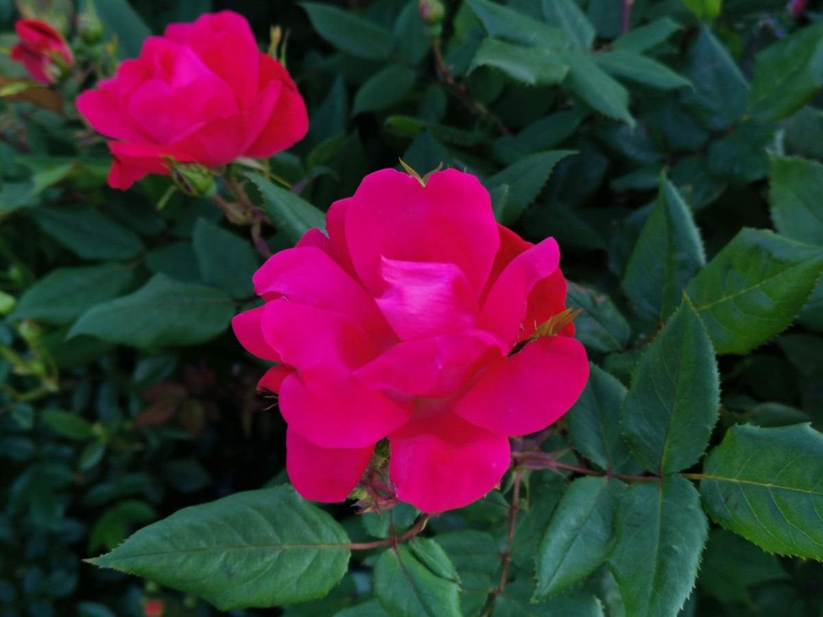 f:id:asato418:20190520052621p:plain