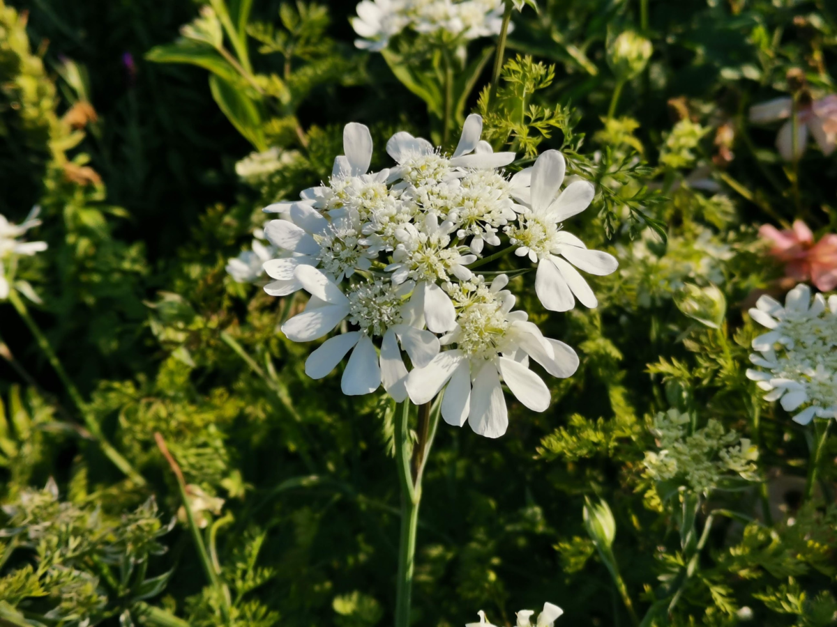 f:id:asato418:20190520052754p:plain