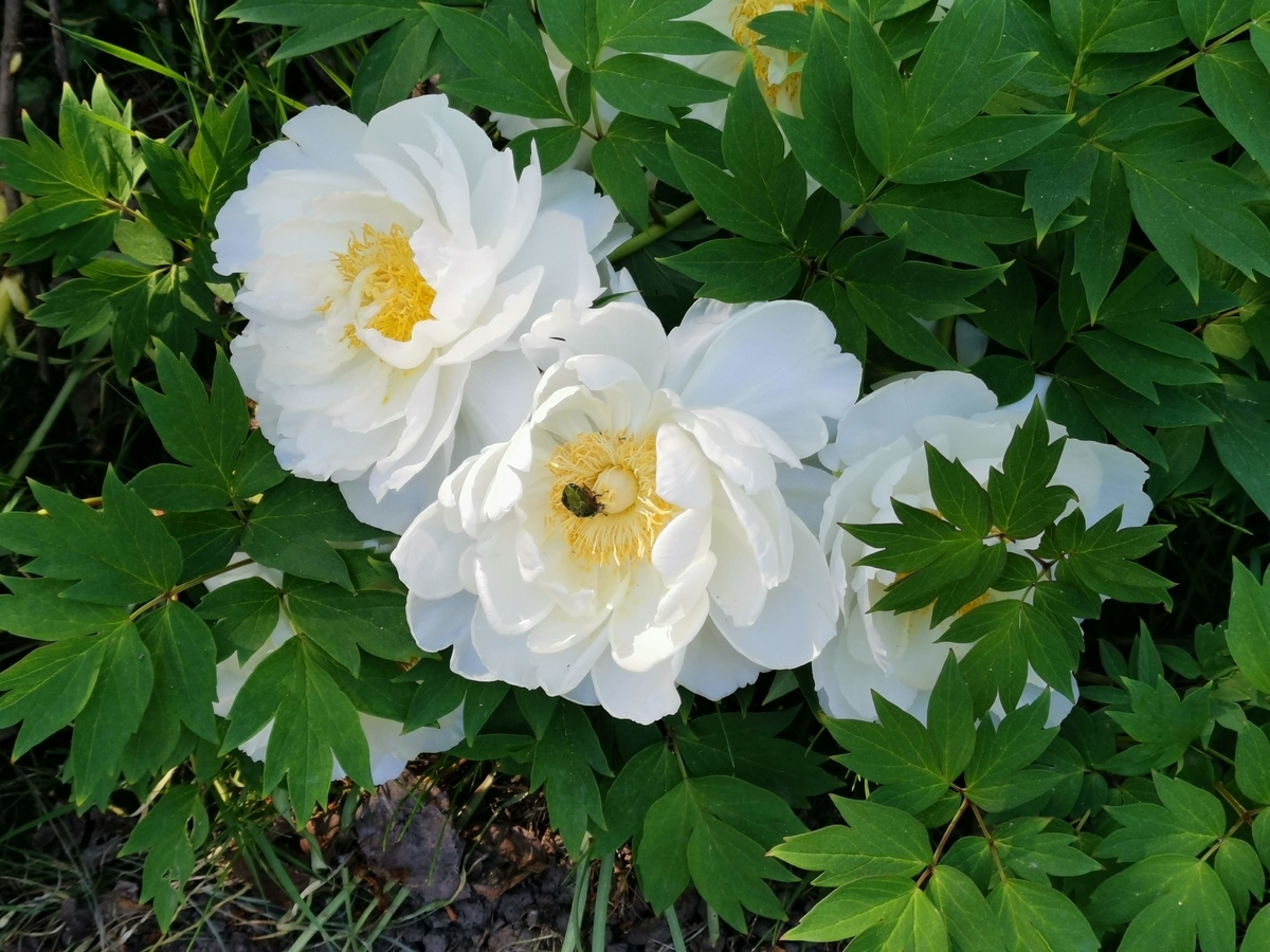 f:id:asato418:20190530005545j:plain