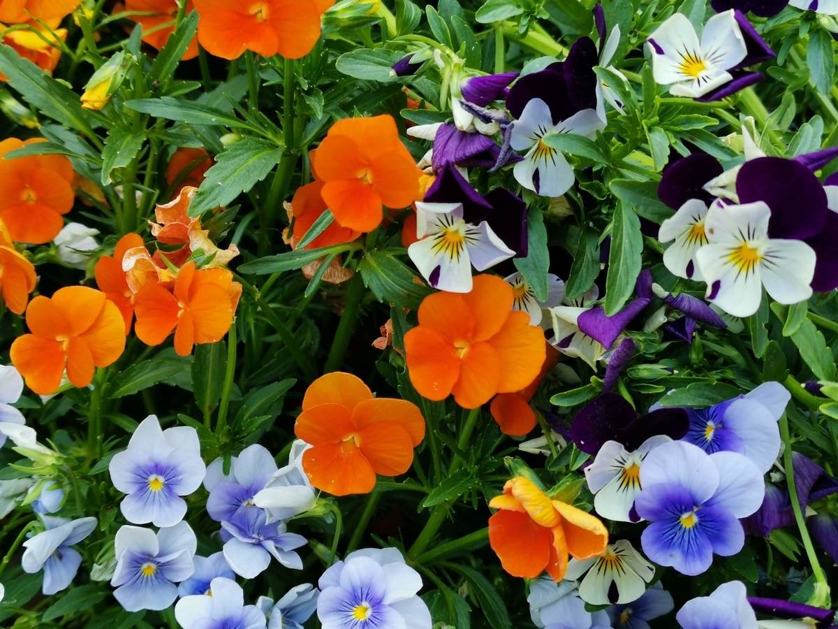 f:id:asato418:20190530010321j:plain