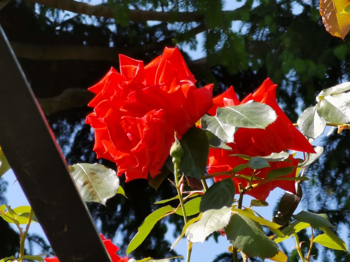 f:id:asato418:20190530010335j:plain