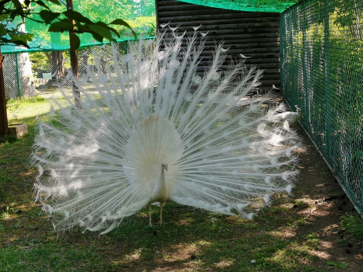 f:id:asato418:20190530010439j:plain