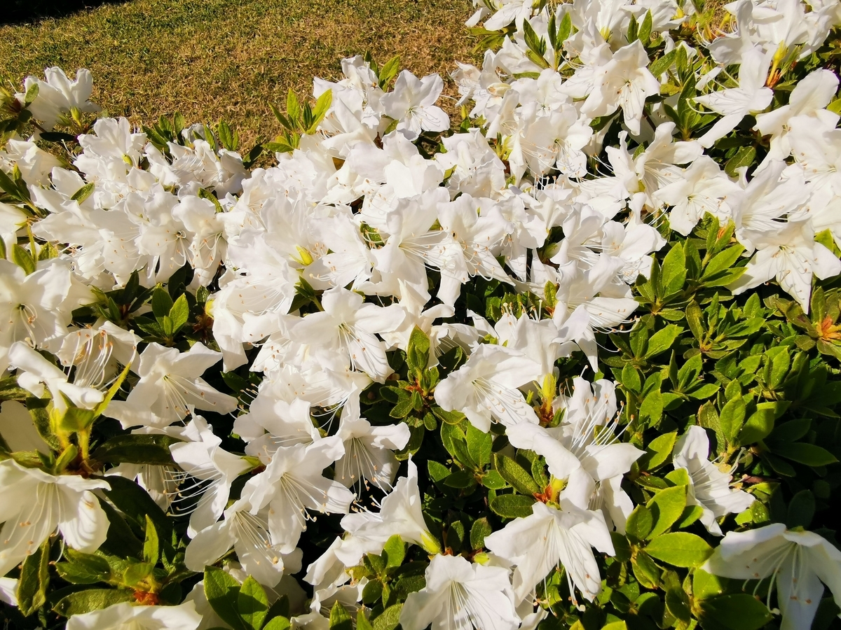 f:id:asato418:20190530010608j:plain
