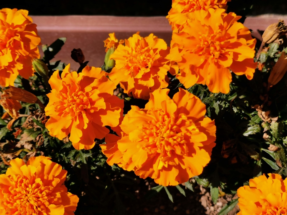 f:id:asato418:20190530010738j:plain
