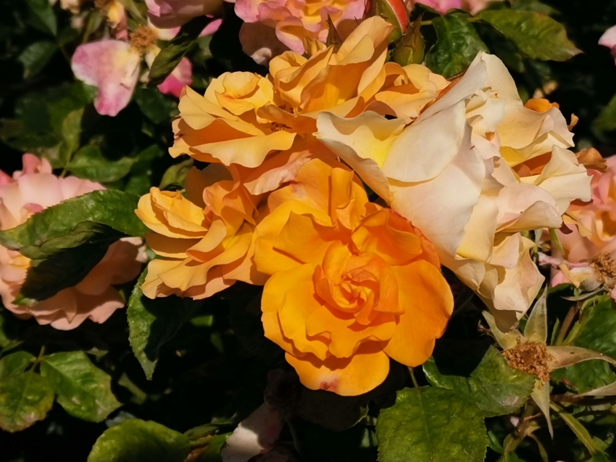 f:id:asato418:20190620222817j:plain